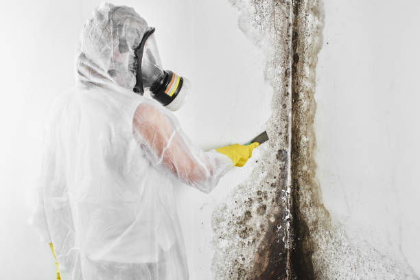 Best Residential Mold Inspection & Testing  in Brigham City, UT